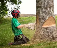 Abattage d'arbres 30